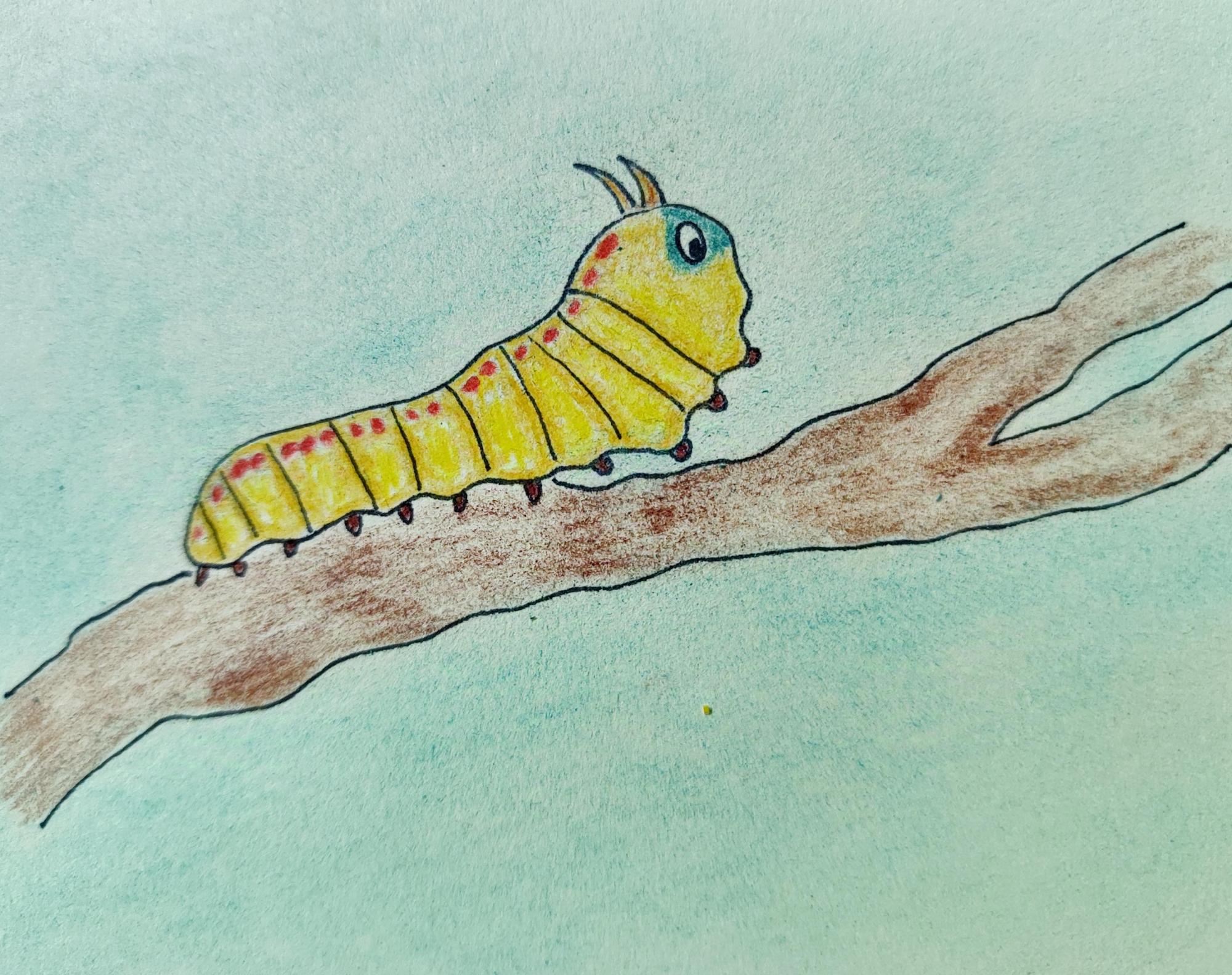 Oruga